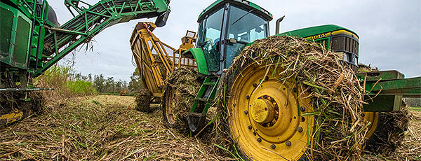 Biomass Energy: An Underestimated Renewable Resource